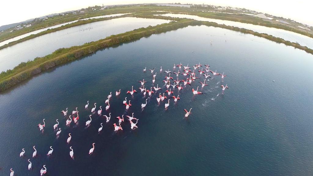 Real Marina Hotel & Spa Olhão Εξωτερικό φωτογραφία Flamingoes at the lake